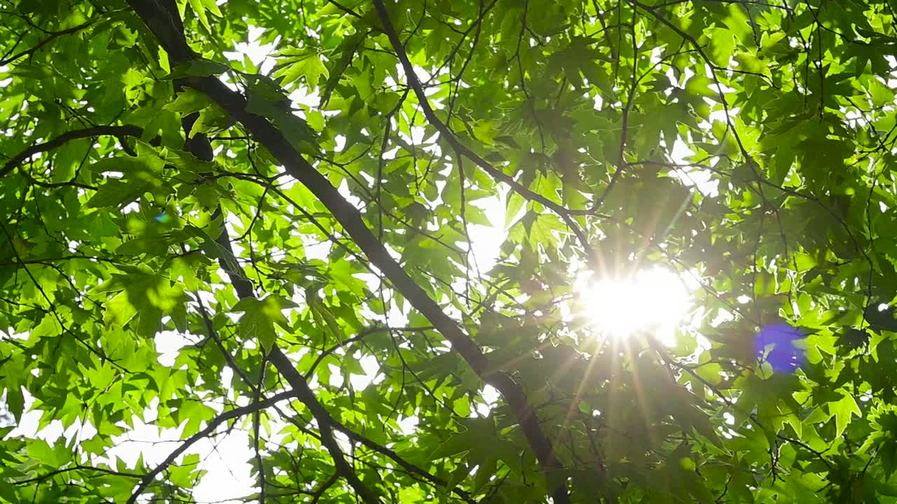 A vibrant footage of a tree canopy, showcasing lush green leaves filtering sunlight.