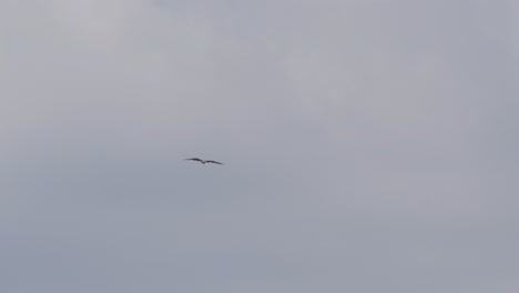 Brahminy-kite-bird-in-flight-with-the-blue-sky-and-clouds-in-the-background---Tracking-slow-motion-Shot