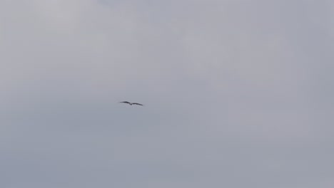 brahminy kite bird in flight with the blue sky and clouds in the background - tracking slow motion shot
