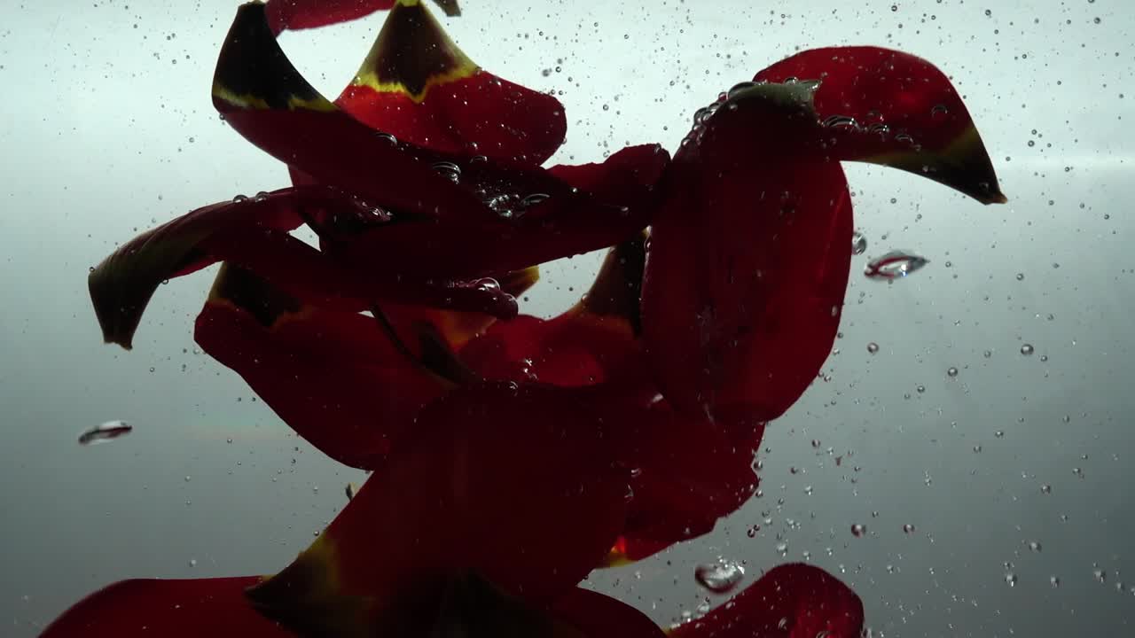 Petals of tulips fall in water. Background. Slow motion