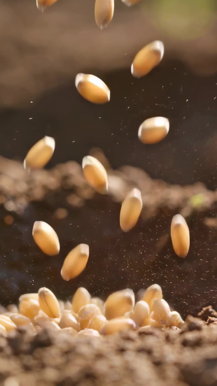 Vertical video: Starting from top, pale cereal kernels falling into loose soil, settling into pile