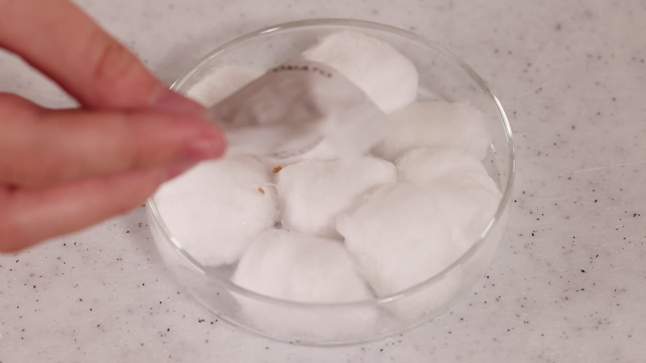 Hands place tomato seeds onto cotton in a petri dish, under bright lighting, in a scientific setting