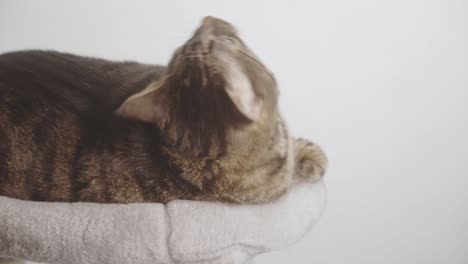 Un-Lindo-Gatito-Atigrado-Relajándose-En-Una-Cama-De-Gato---Foto-De-Estudio