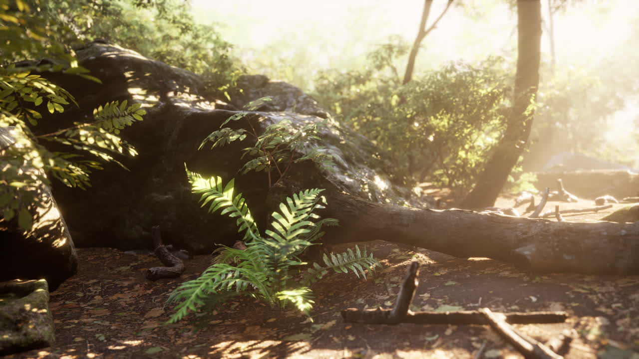 아시아 의 깊은 열대 정글