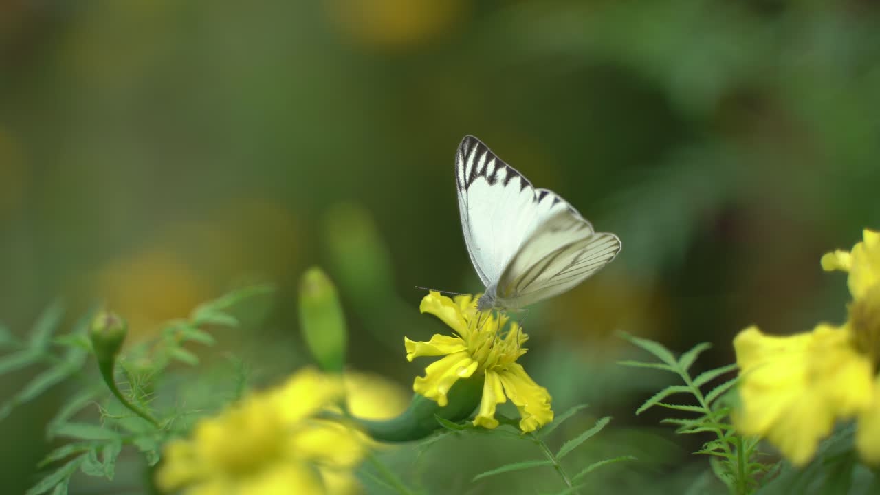Una farfalla è posata su una calendula.