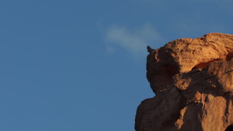 adulto raro guacamayo de lear en la cima del acantilado de arenisca en caatinga brasil
