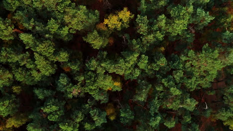 Doorn,-Utrechtse-Heuvelrug,-Netherlands---Top-Down-View-Of-Dense-Forest-Canopy-With-Green-And-Golden-Leaves-Autumn-Trees