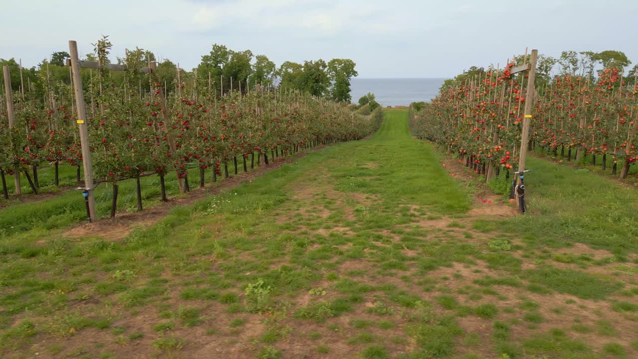 filas de árboles en el huerto de manzanas cerca del mar