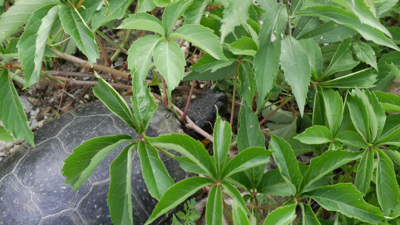 una tortuga mueve lentamente la cabeza mientras descansa bajo las hojas