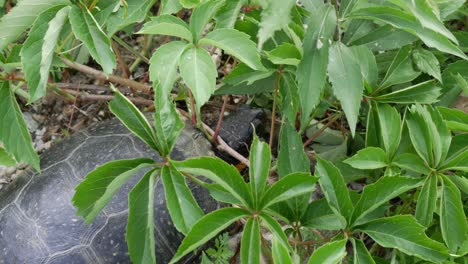 a turtle slowly moves its head as it rests under leaves