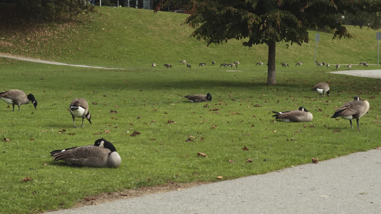 많은 거위들이 공원에서 풀을 먹고 자고 있다