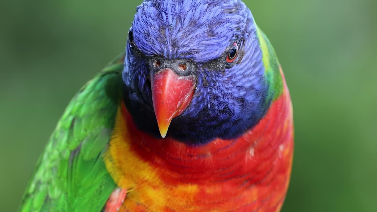 un loro vibrante que muestra diferentes movimientos de la cabeza