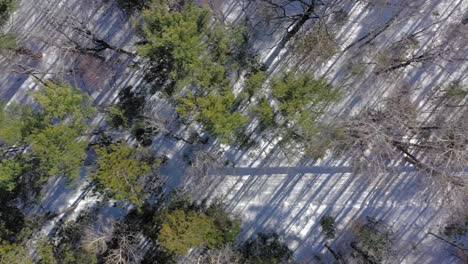 慢慢地滑在雪地摩托車步道上,在雪地森林中,長長的對角影子在空中向下滑