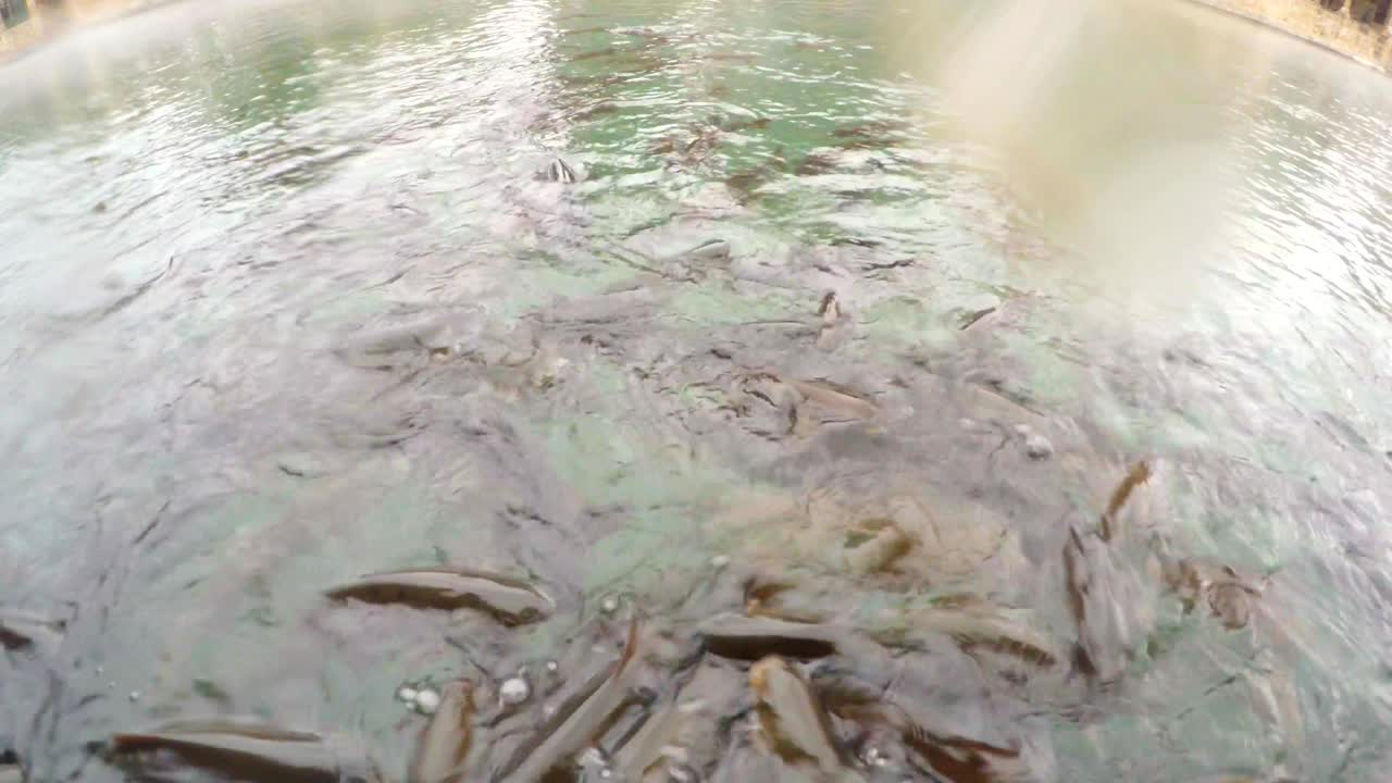 카메라 앞에서 성스러운 카프가 바리클리골의 은 물에서 어지고 먹습니다.