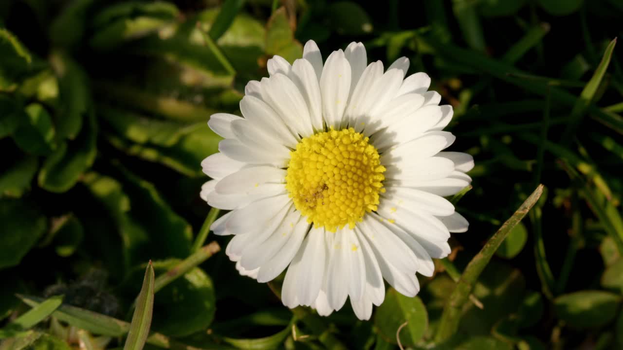 White flower close up with green grass