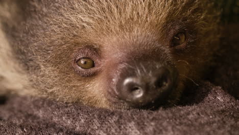 Gerettetes-Faultierbaby-Eingewickelt-In-Eine-Decke