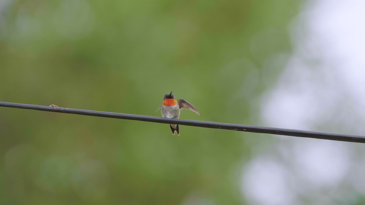 adorable colibrí de garganta rubí muestra su plumaje de garganta iridiscente y luego vuela en cámara lenta