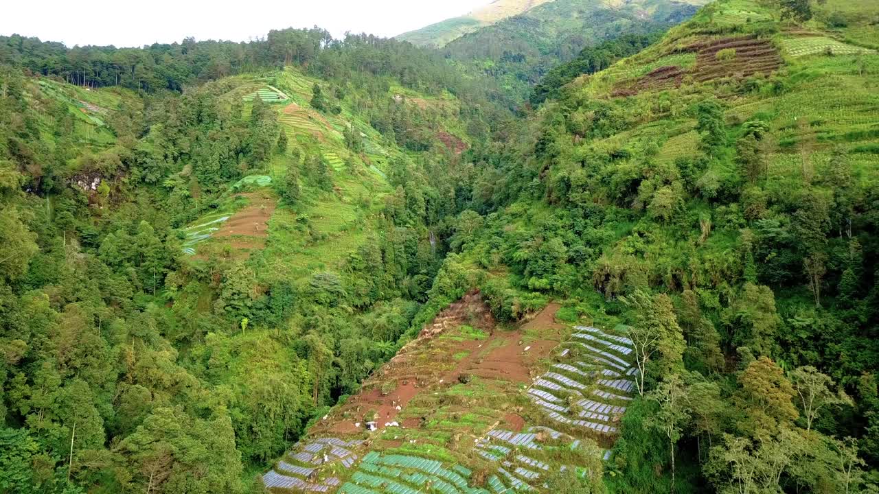 revelan imágenes de drones ladera de la montaña que el bosque se ha convertido en tierra agrícola - deforestación en la colina