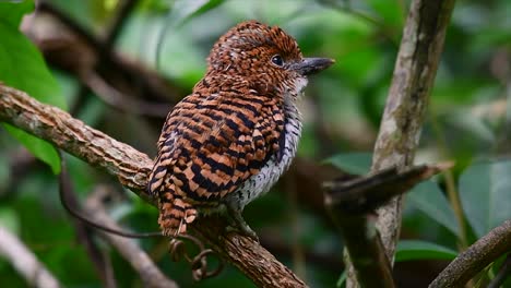 un martín pescador de árboles y una de las aves más hermosas que se encuentran en tailandia dentro de las selvas tropicales