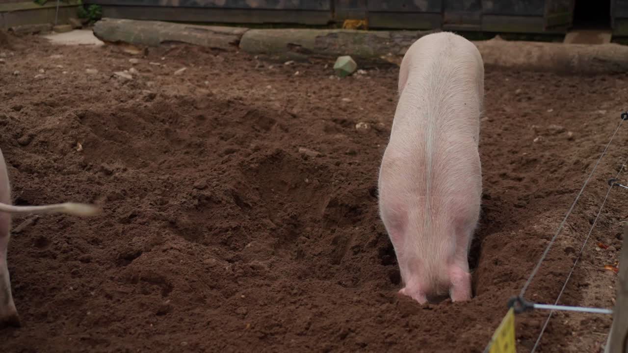 Maiale rosa domestico che scava una buca profonda nel fango con il suo grugno. Comportamento attivo di un animale da allevamento in una tradizionale fattoria olandese nello sporco scuro