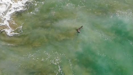 great shot of sea lion surfing with humans at huntington beach california in pacific ocean waves - dives to avoid surfer, from 4k aerial drone