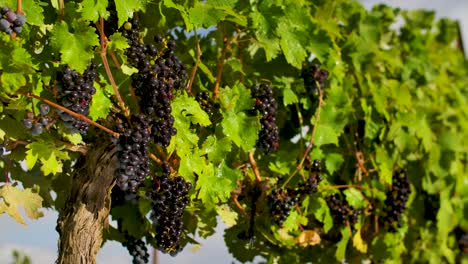 beautiful clusters of dark grapes growing under the sun in a countryside vineyard