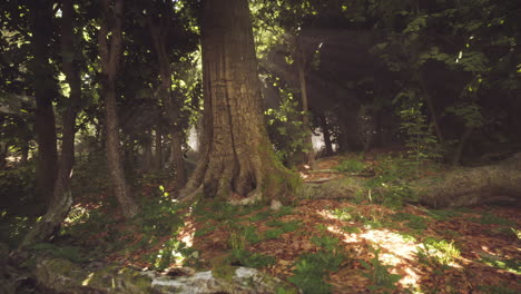 woodland scene in a sun drenched forest with a large tree and fallen leaves