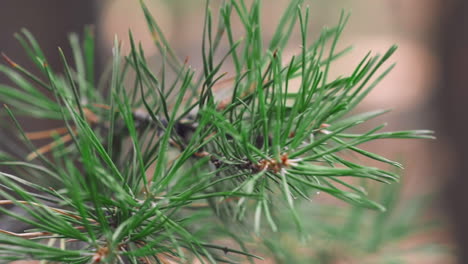 Pine-branch-with-needles-waving-in-blowing-wind-in-park