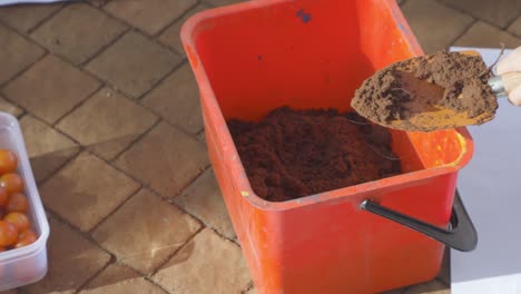 the process of sowing tomato seeds