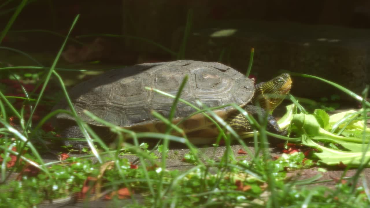 A Chinese stripe-necked turtle (Mauremys sinensis) rests on the ground, basking under the sunlight, close up shot.