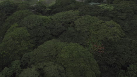Drohnenflug-über-Baumkronen-Im-Regenwald