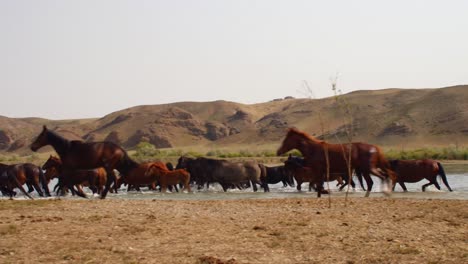 Belleza-Cinematográfica-De-Caballos-Que-Deambulan-Libremente,-Corren-Y-Beben-Junto-Al-Río,-Con-Terneros-Juguetones.