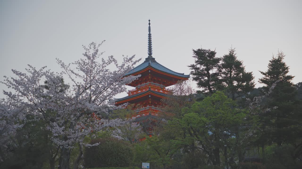 Stunning Cherry Blossoms in Bloom Beside a Japanese Pagoda