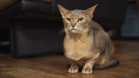 gato abisinio sentado en el suelo y mirando a su alrededor