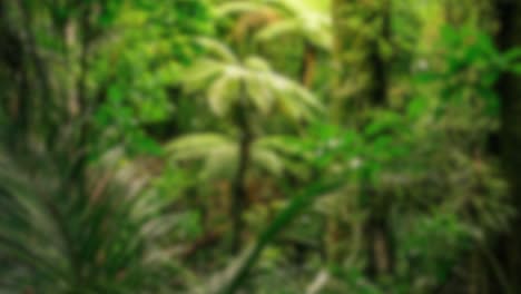 Jungle-nature-blurred-background-green-flowers-forest-rainforest-blur-bokeh-4k-backgrounds-youtube