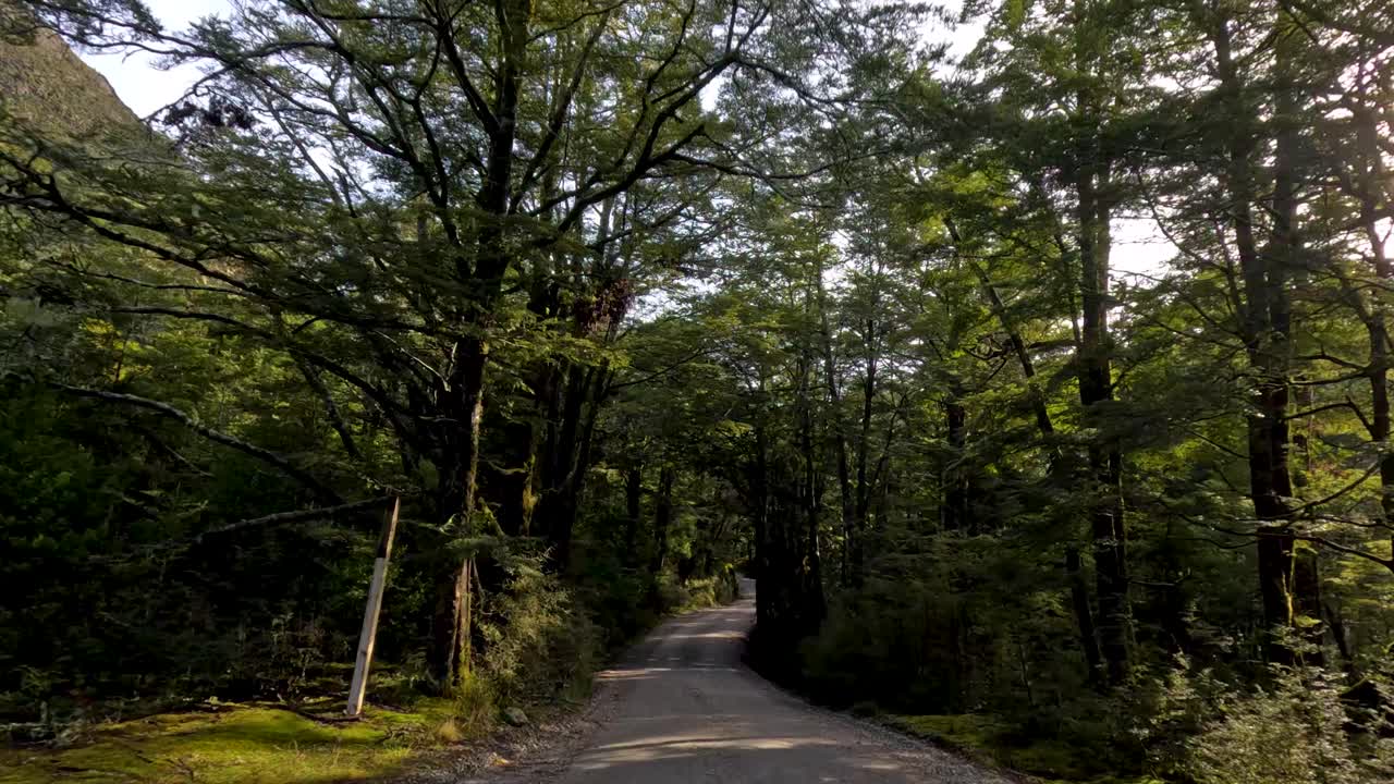 Vehicle travels along gravel forest road, dappled sunlight, lush greenery, smooth forward camera movement