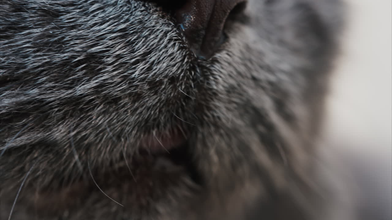 Close up of the intense orange eyes of a grey British Shorthair cat