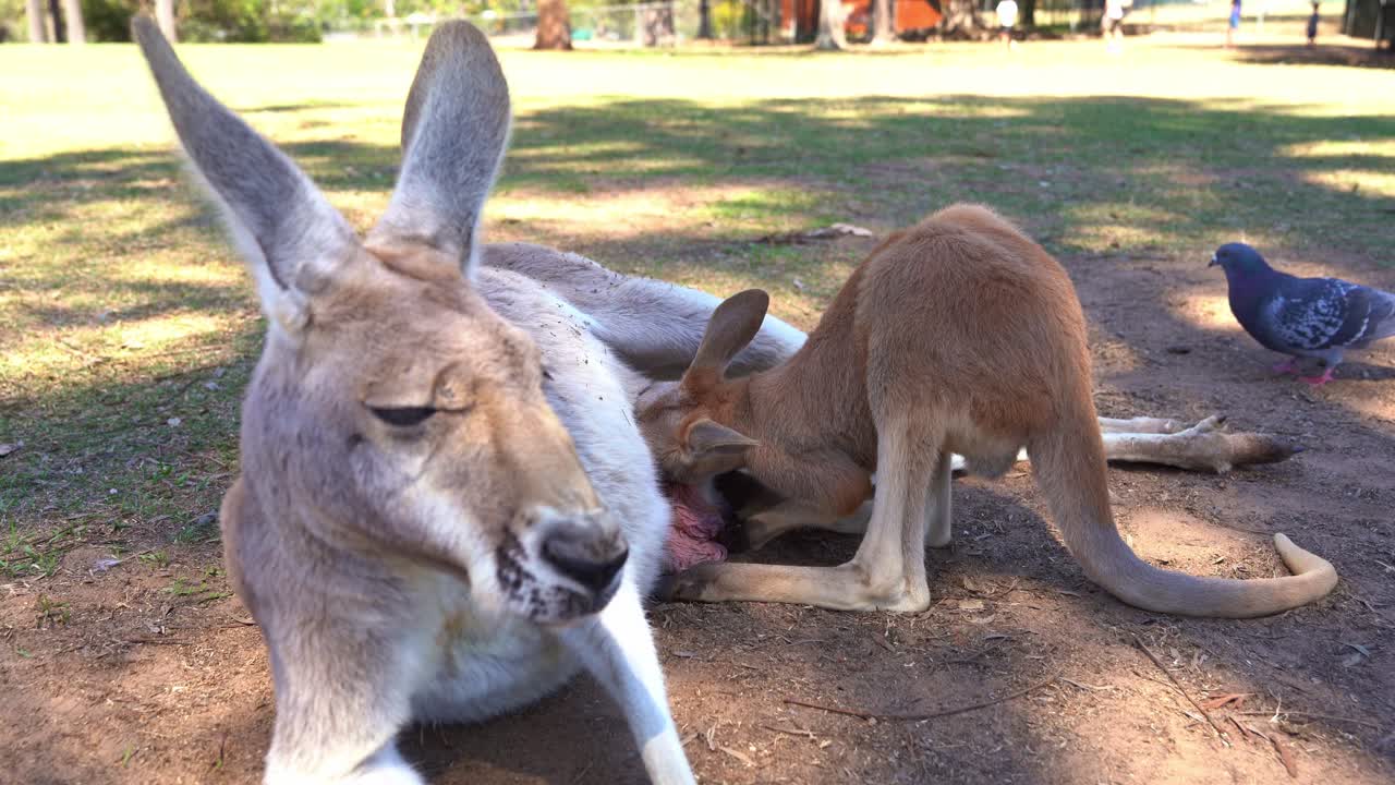 fotografía de cerca de un joven joey bebiendo la leche de la bolsa de canguro de una madre acostada y descansando en el suelo durante el día