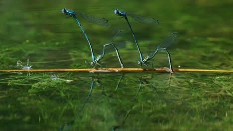 couple common blue damselflies in mating wheel pose balancing on stick in water