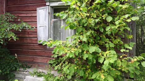 a look around of abandon old house