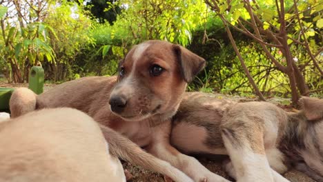 homeless puppies on the streets of the city.