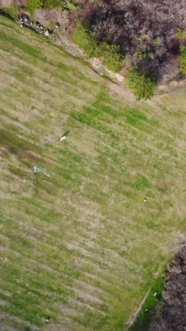 aerial view of forest and meadow
