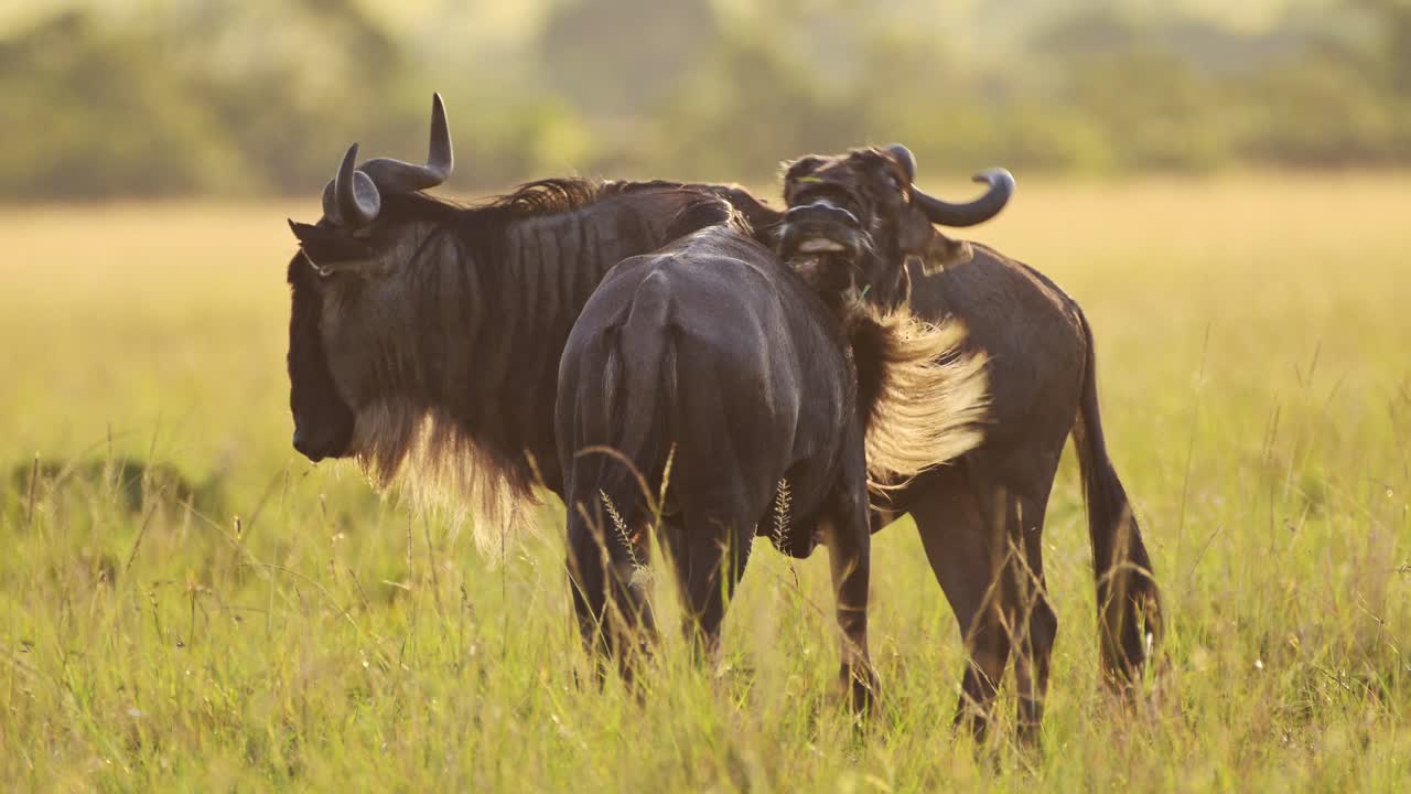 Slow Motion of Africa Wildlife, Wildebeest Grazing Grass in African Savannah Plains Landscape Scenery, Masai Mara Safari Animals in Maasai Mara Savanna in Beautiful Golden Hour Light in Kenya