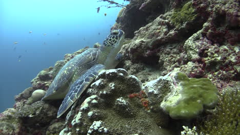 young hawksbill turtle dosing off on coral slope, medium shot with blue water in background