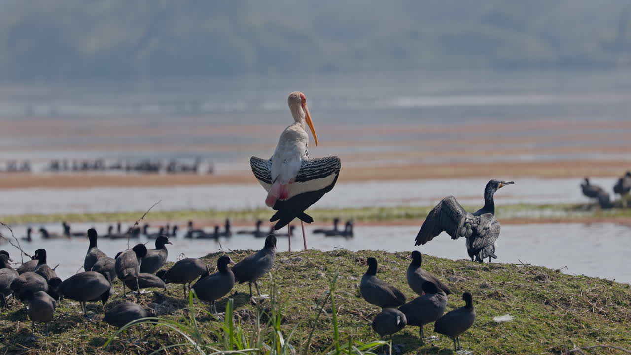 Painted stork, eurasian coot, Indian cormorant. Flock of birds resting on the green grass near the marsh during daytime in keoladeo bird sanctuary, India.
