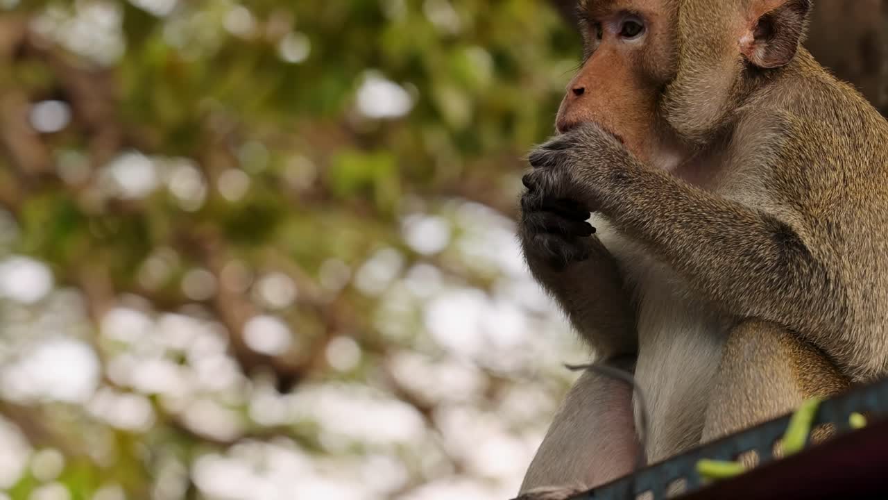 Macaque receives and eats fruit from human hand