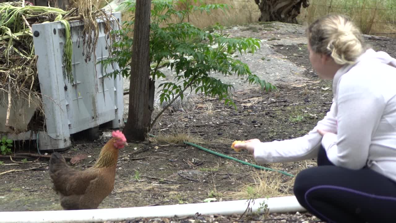 건강한 뒤뜰 닭과 암탉을 먹이려고 노력하는 자연 개방 농장 야생 동물 금발 여성