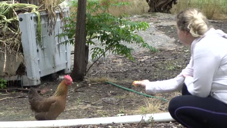 on natural open farm wildlife blonde woman trying to feed healthy backyard chicken and hens