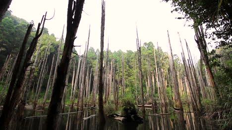 Incline-Hacia-Arriba-La-Toma-Amplia-De-árboles-Muertos-De-Gran-Altura-Con-Raíces-Después-De-Una-Fuerte-Lluvia-En-Taiwán,-Asia