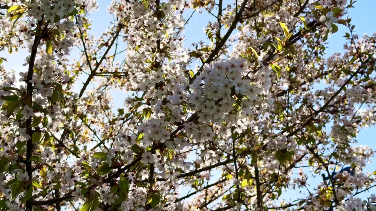 White cherry blossoms (Prunus sp.) on branches moving softly in wind against blue sky, showing spring flowering season and natural light, static shot with gentle motion, static shot.